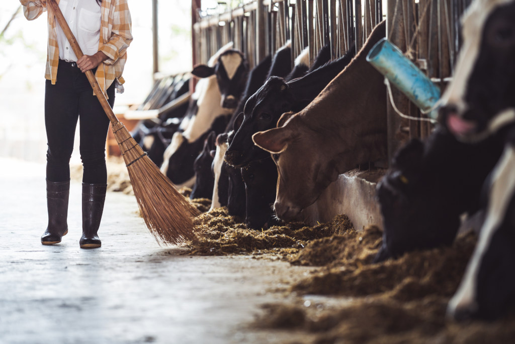 Karmienie zwierząt hodowlanych