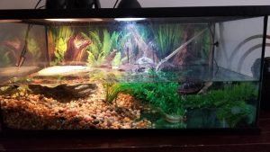 Terrarium dla żółwia wodnego