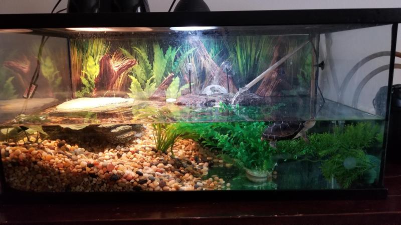 Terrarium dla żółwia wodnego