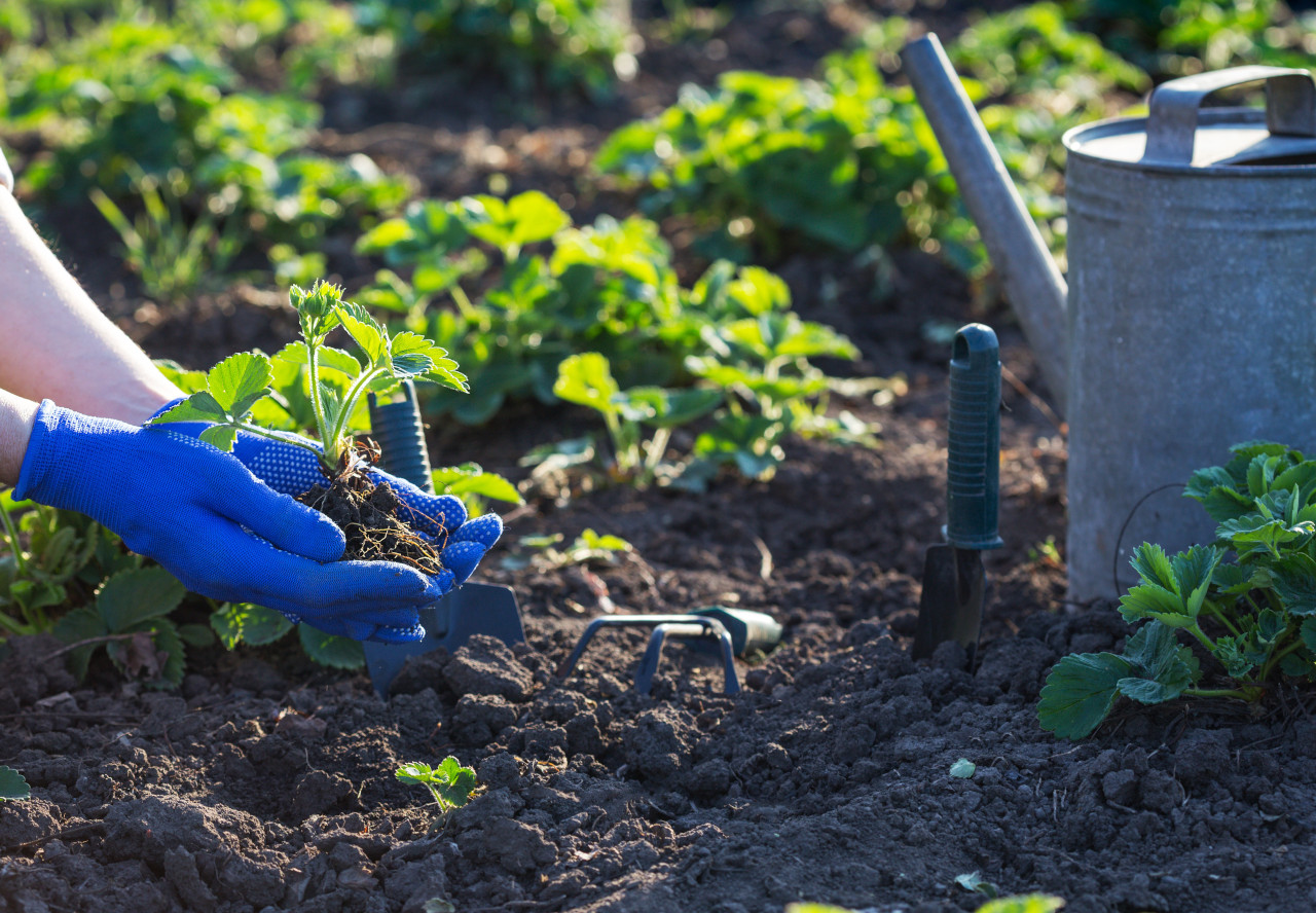 5 faktów, o których warto wiedzieć przed dezynsekcją, dezynfekcją i deratyzacją